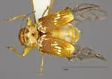 Pachybrachis bullatus - photo 4