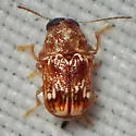 Pachybrachis bullatus - photo 5