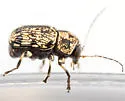 Pachybrachis cephalicus - photo 2