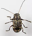 Pachybrachis cephalicus - photo 3