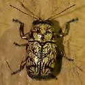 Pachybrachis chaoticus - photo 3