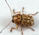 Pachybrachis chaoticus - photo 4