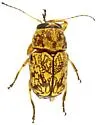 Pachybrachis chaoticus - photo 5
