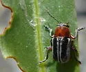 Pachybrachis circumcinctus - photo 2