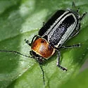Pachybrachis circumcinctus - photo 3