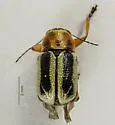 Pachybrachis circumcinctus - photo 4