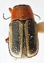 Pachybrachis circumcinctus - photo 5