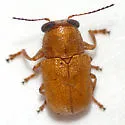Pachybrachis coloradensis