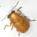 Pachybrachis coloradensis - photo 2