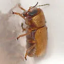 Pachybrachis coloradensis - photo 3