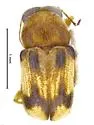 Pachybrachis connexus - Pachybrachis connexus
