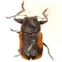 Pachybrachis cruentus - photo 2