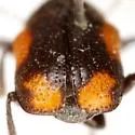 Pachybrachis cruentus - photo 3