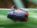 Pachybrachis cruentus - photo 4