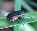 Pachybrachis cruentus - photo 5