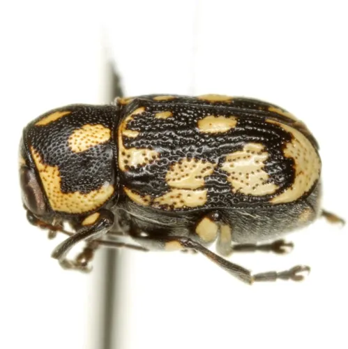 Pachybrachis deceptor