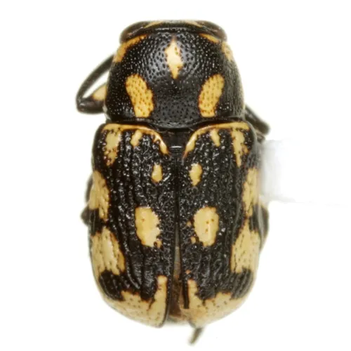 Pachybrachis deceptor - photo 2