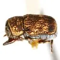 Pachybrachis delumbis - photo 3