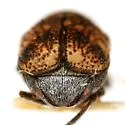 Pachybrachis delumbis - photo 4