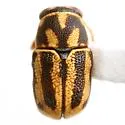 Pachybrachis deyrupi
