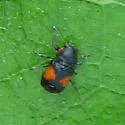 Pachybrachis dilatatus - Pachybrachis dilatatus