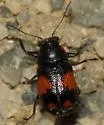 Pachybrachis dilatatus - photo 2