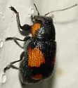Pachybrachis dilatatus - photo 3