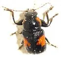 Pachybrachis dilatatus - photo 4