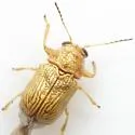 Pachybrachis diversus - Pachybrachis diversus