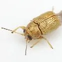 Pachybrachis diversus - photo 2