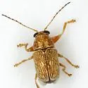 Pachybrachis diversus - photo 3