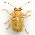 Pachybrachis diversus - photo 4