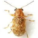 Pachybrachis diversus - photo 5