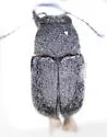Pachybrachis donneri - Pachybrachis donneri