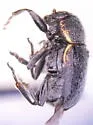 Pachybrachis donneri - photo 2