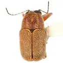Pachybrachis donneri - photo 3