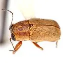 Pachybrachis donneri - photo 4