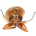 Pachybrachis donneri - photo 5