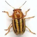 Pachybrachis dubiosus - photo 2
