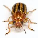 Pachybrachis dubiosus - photo 3