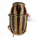 Pachybrachis dubiosus - photo 4