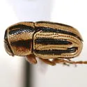 Pachybrachis dubiosus - photo 5