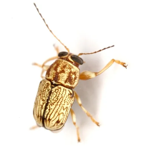 Pachybrachis duryi - photo 2