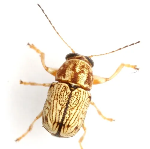 Pachybrachis duryi - photo 4