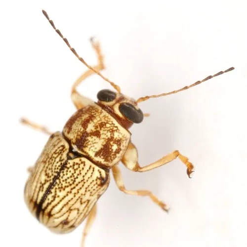 Pachybrachis duryi - photo 5