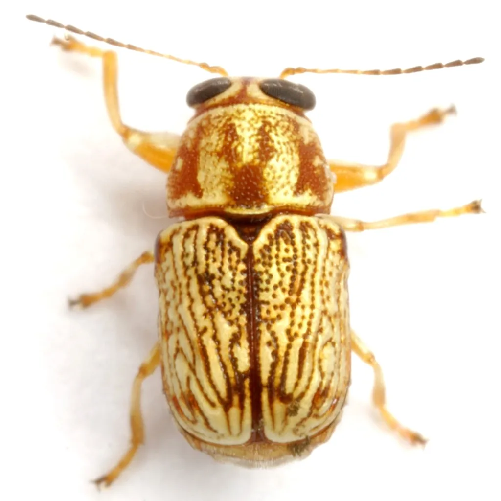Pachybrachis duryi - photo 6