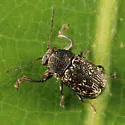 Pachybrachis femoratus - photo 2
