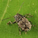 Pachybrachis femoratus - photo 3