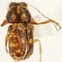 Pachybrachis fortis - photo 2