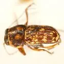 Pachybrachis fortis - photo 3